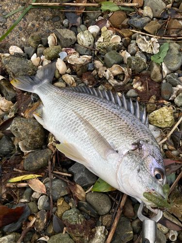 キビレの釣果