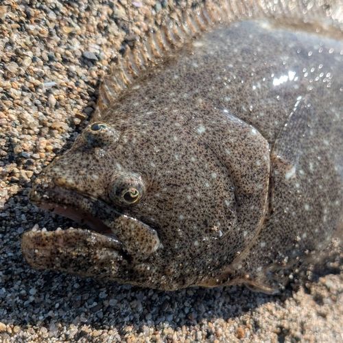 ヒラメの釣果