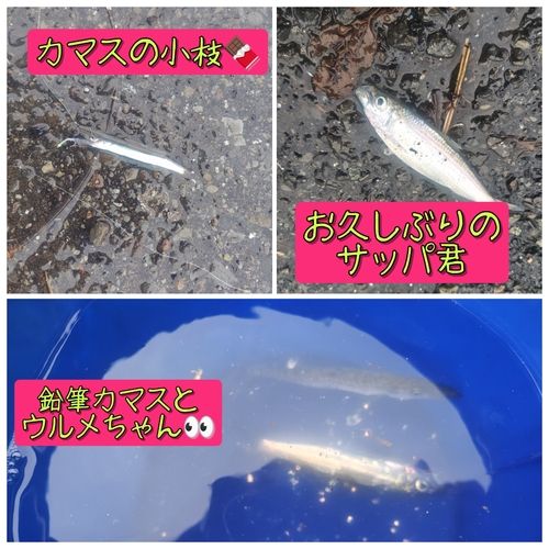 カマスの釣果