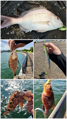 チダイの釣果