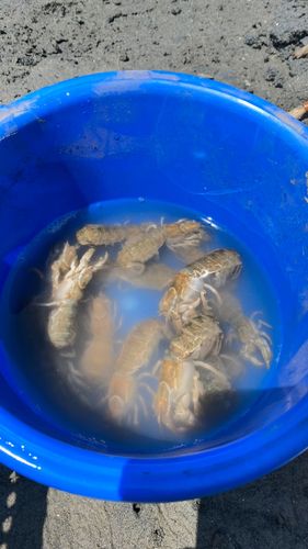 シャコの釣果
