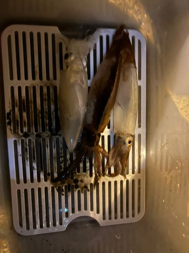 ヤリイカの釣果
