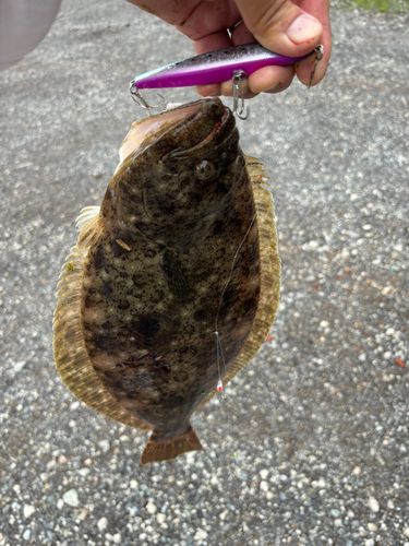 ヒラメの釣果