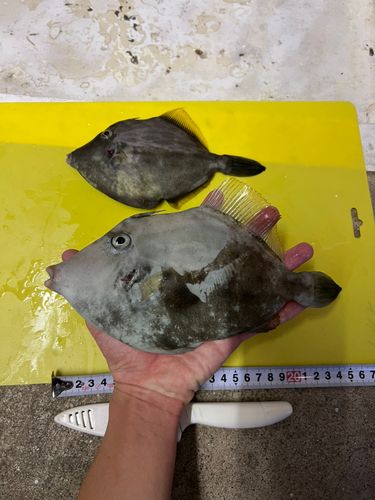 カワハギの釣果