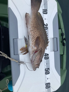 オオモンハタの釣果