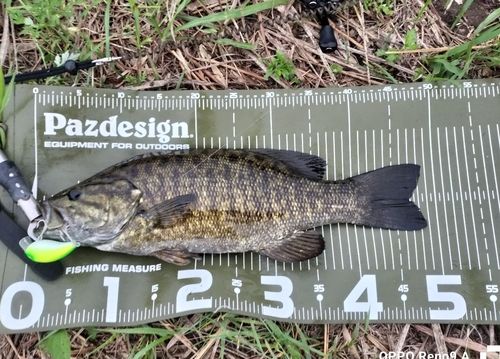 スモールマウスバスの釣果