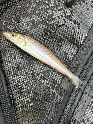 キスの釣果