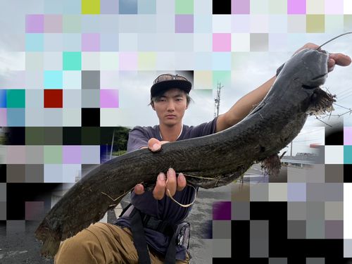 マナマズの釣果
