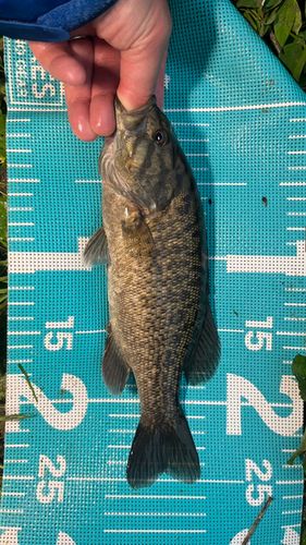スモールマウスバスの釣果