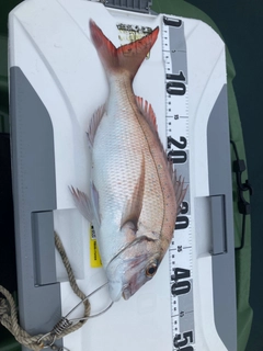 タイの釣果