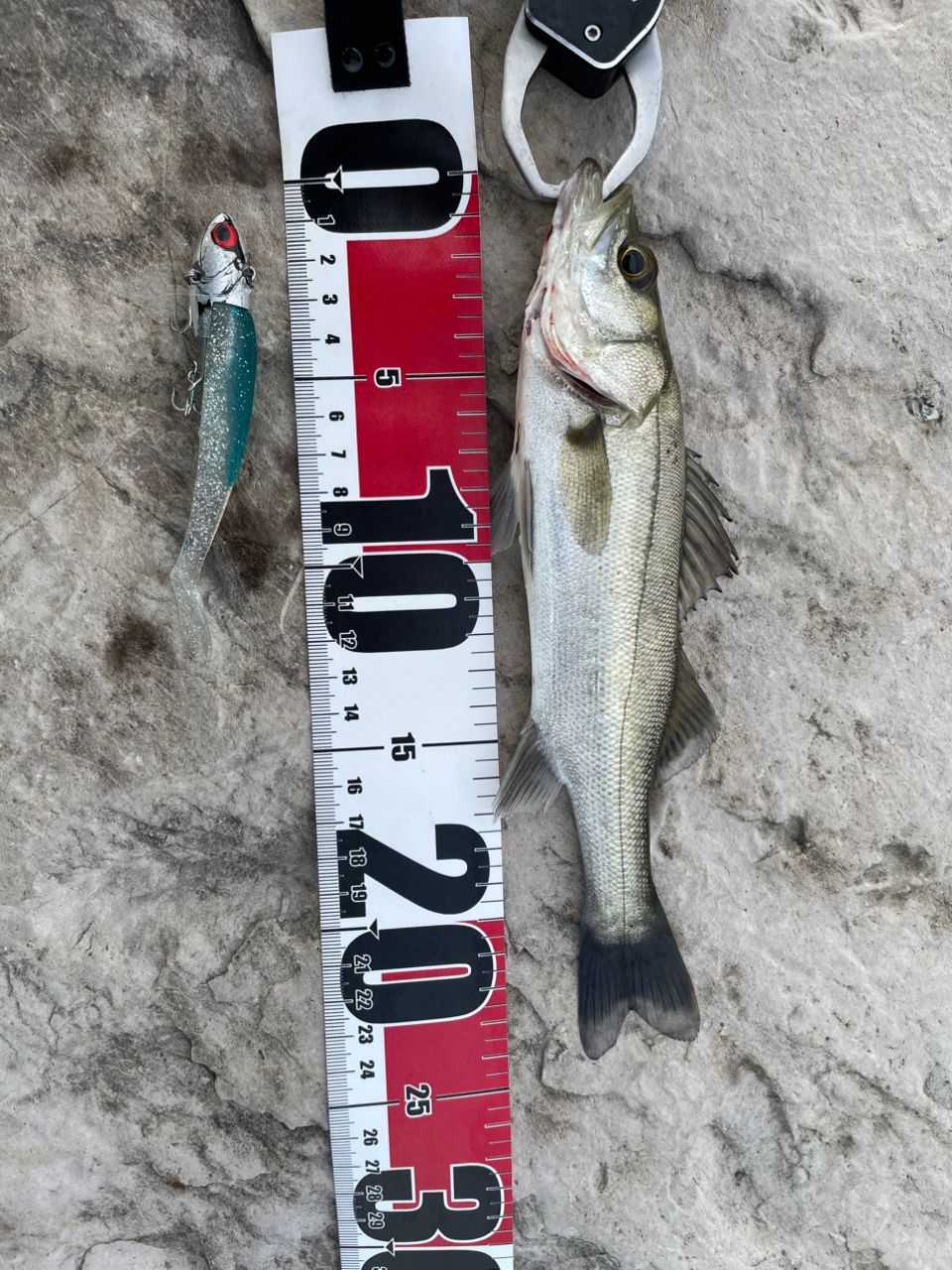 SHIMANO 18ワールドシャウラ 2833RS-2の最安値・インプレ・釣果 | 本音