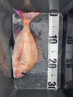 タイの釣果