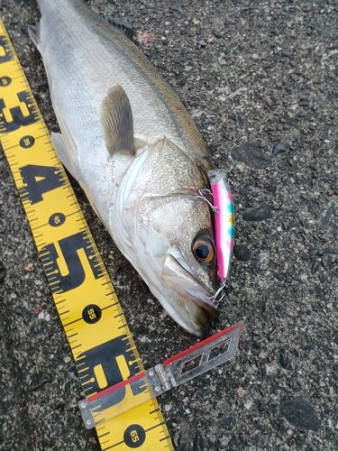 シーバスの釣果