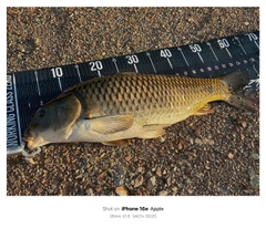 コイの釣果