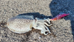 シリヤケイカの釣果