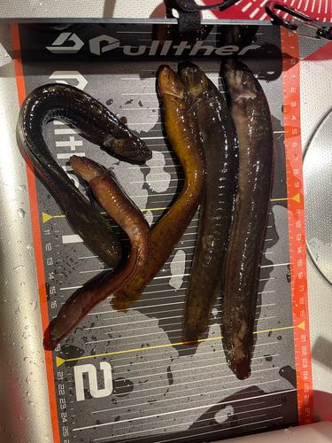 クジメの釣果