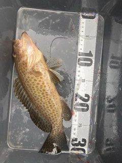 オオモンハタの釣果