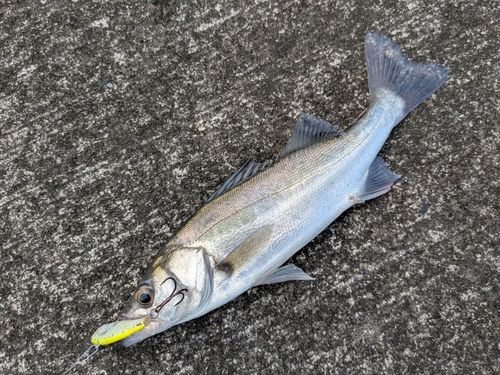 セイゴ（マルスズキ）の釣果
