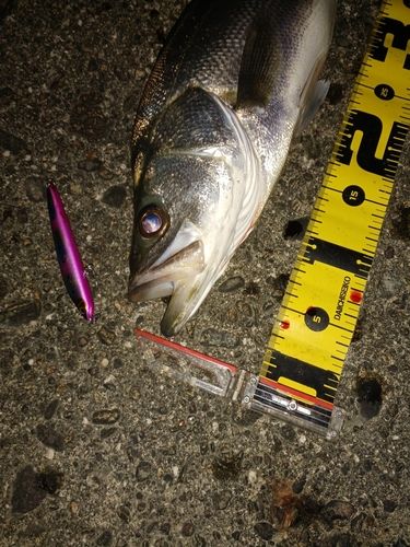 シーバスの釣果