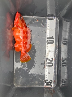アカハタの釣果