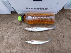 キスの釣果