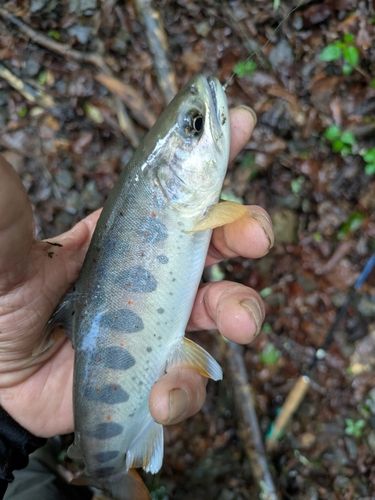 アマゴの釣果