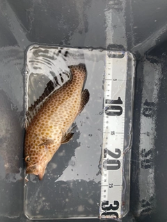オオモンハタの釣果