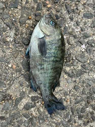 メジナの釣果