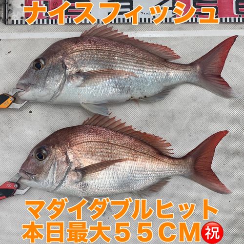 マダイの釣果