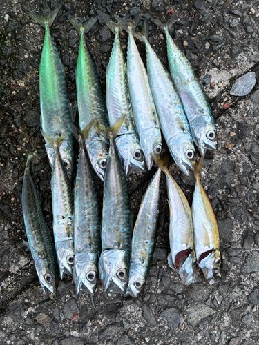 マアジの釣果