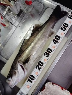 マルスズキの釣果