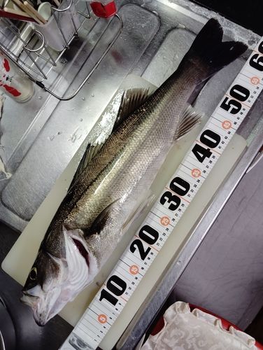 マルスズキの釣果