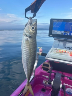 マアジの釣果