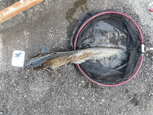 ナマズの釣果