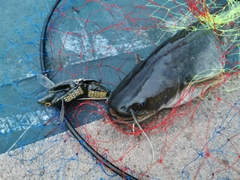 ナマズの釣果
