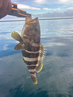 アオハタの釣果