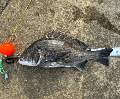 チヌの釣果
