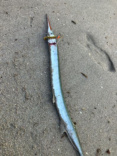 ダツの釣果