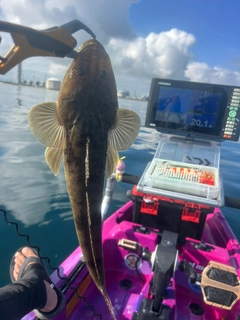 マゴチの釣果