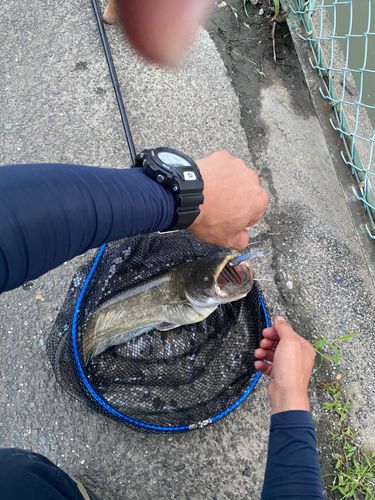 ナマズの釣果