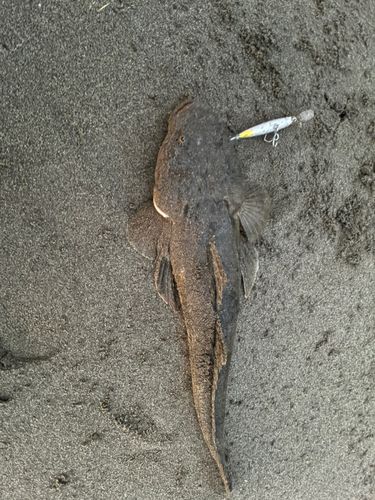 マゴチの釣果