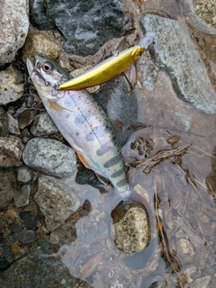 アマゴの釣果