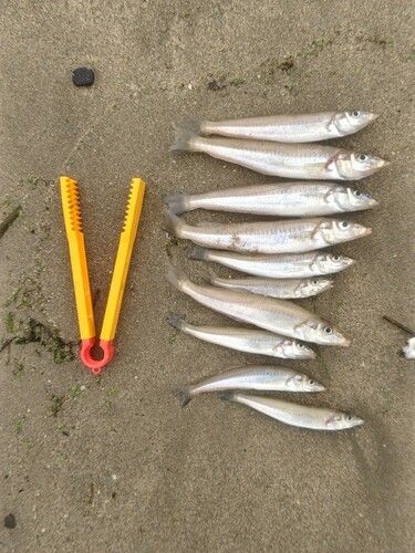 キスの釣果