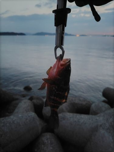 アコウの釣果