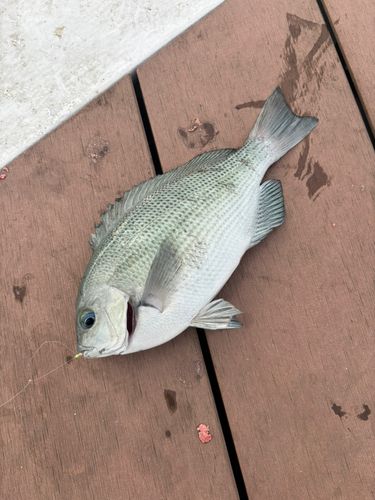 メジナの釣果