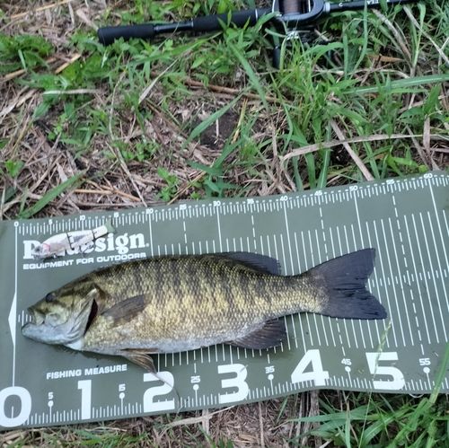 スモールマウスバスの釣果