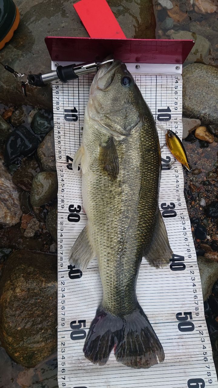 ブラックバスの釣果写真