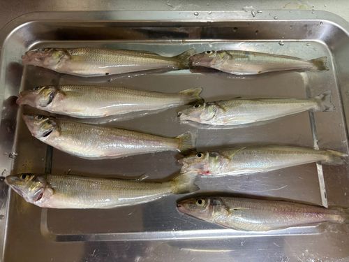 キスの釣果