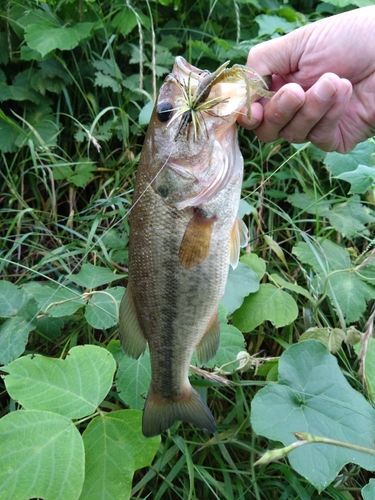 ラージマウスバスの釣果