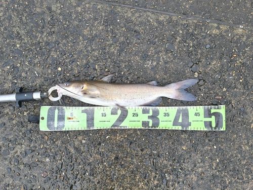 アメリカナマズの釣果